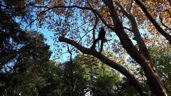 Entretien d'arbres Béziers
