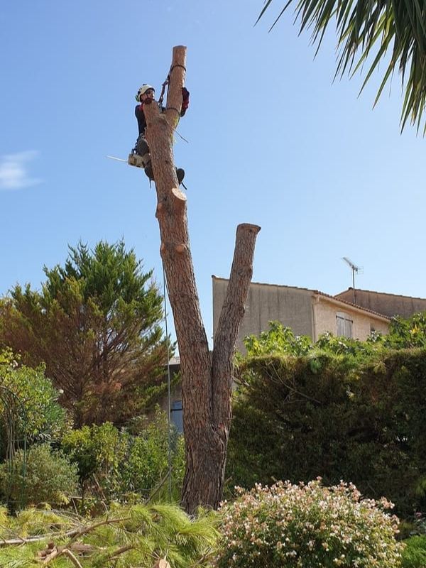 Abattage d'arbres dangereux Clermont-l'Hérault