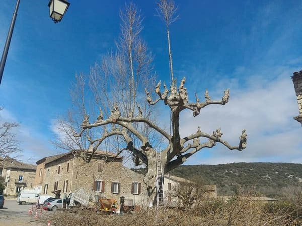 Élagage d'arbres – Béziers
